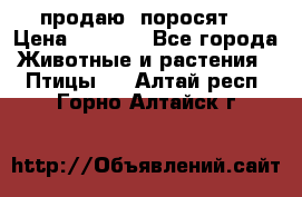 продаю  поросят  › Цена ­ 1 000 - Все города Животные и растения » Птицы   . Алтай респ.,Горно-Алтайск г.